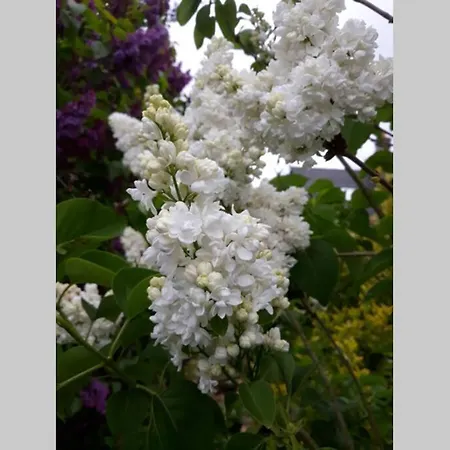 La Rose Des Vents Cote Des Isles בית נופש Saint-Pierre-d'Artheglise