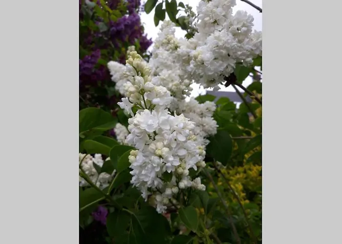 La Rose Des Vents Cote Des Isles Prázdninový dům Saint-Pierre-d'Artheglise